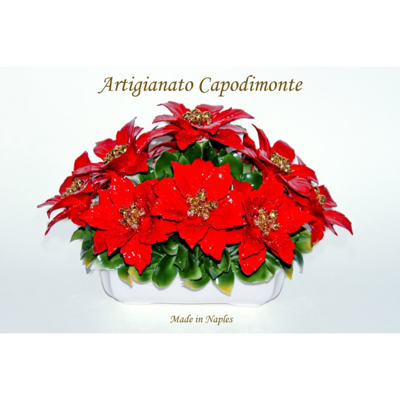 PIANTA RETTANGOLARE A STELLE DI NATALE